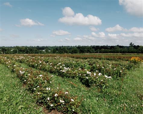 le jardin de la rose dior|Dior vient de créer ce jardin de roses à Granville, .